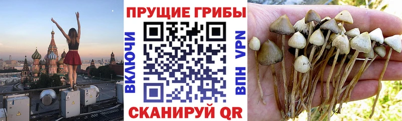 Псилоцибиновые грибы мицелий  где продают наркотики  даркнет Telegram  Анива 